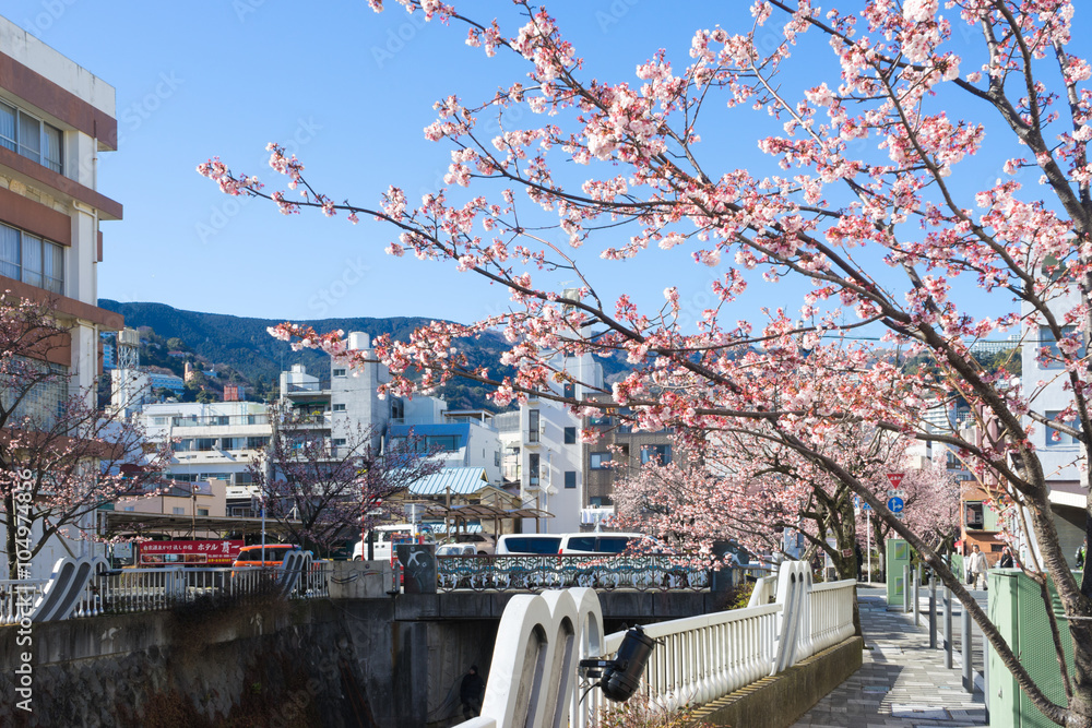 Obraz premium Town of Atami where a early cherry tree blooms