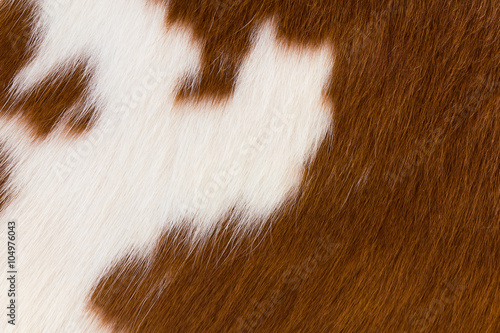 Brown and white cowhide photo