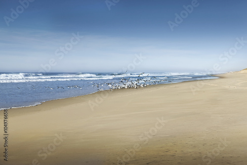 Birds on the beach