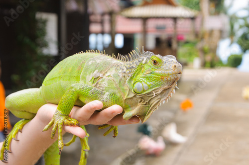 Green iguana at the hands of man
