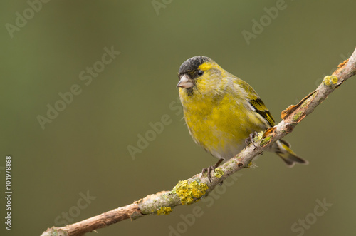 Siskin (Carduelis spinus)