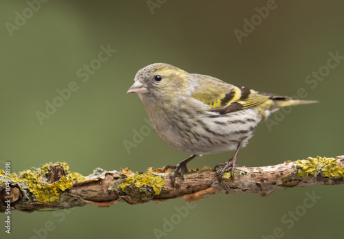 Siskin (Carduelis spinus)