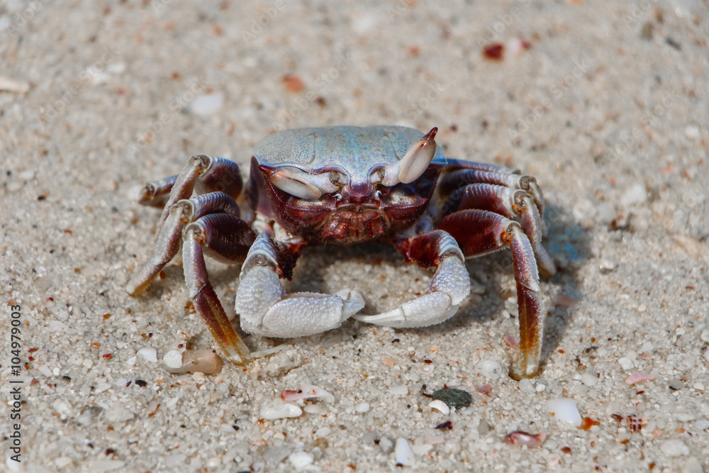 Crab on the beach Crab on the beach