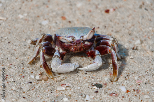 Crab on the beach © Smile
