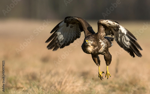 Common buzzard (Buteo buteo)