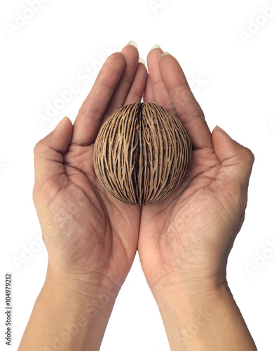 Othalanga, Cerbera odollam on woman's hands isolated on white ba photo