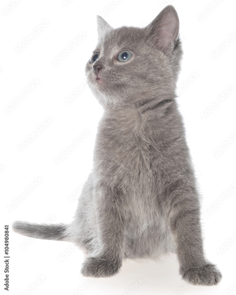 Small gray shorthair kitten sitting isolated