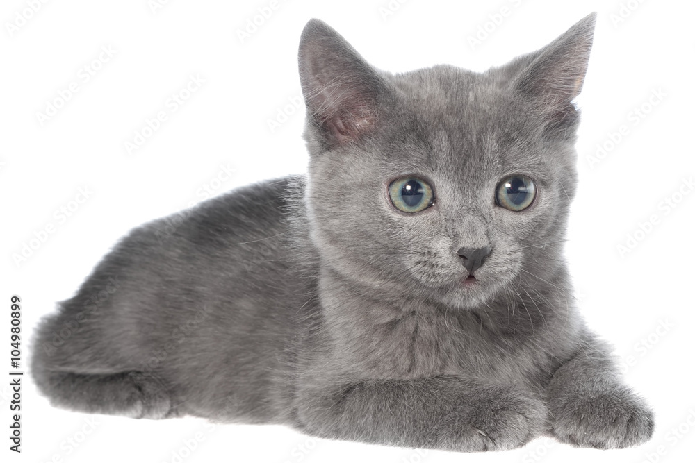 Small gray shorthair kitten lay