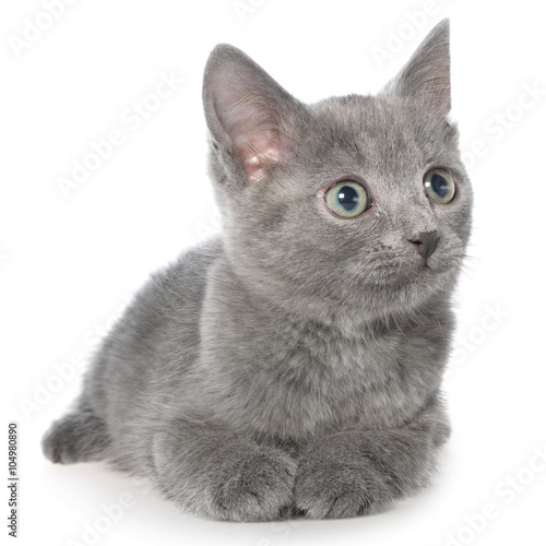 Small gray shorthair kitten lie