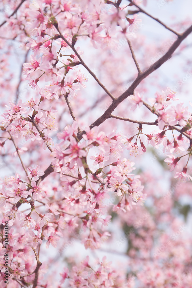 Spring sakura cherry blossom