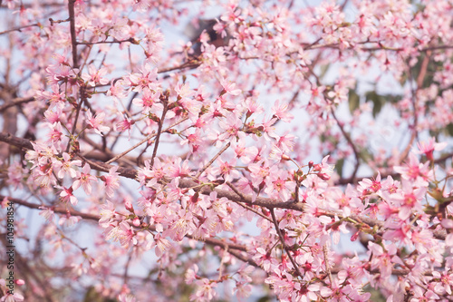 Spring sakura cherry blossom