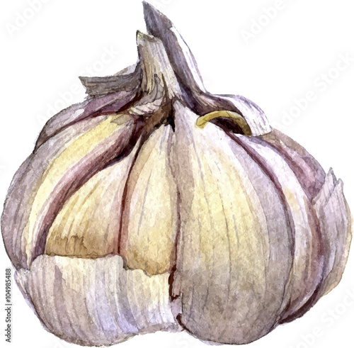 watercolor drawing garlic