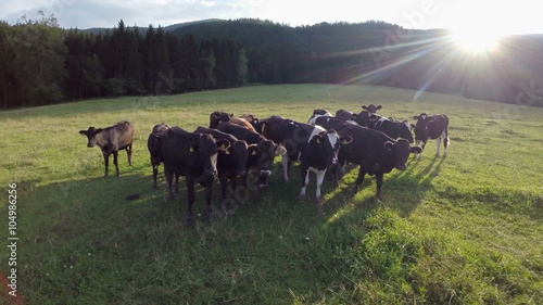 Wallpaper Mural Fly over black cows pasture with sunset Torontodigital.ca