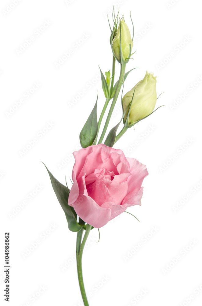 Beauty  pink flower with buds isolated on white. Eustoma