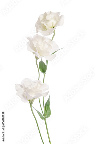 Fototapeta Naklejka Na Ścianę i Meble -  Beauty white flowers  isolated on white. Eustoma