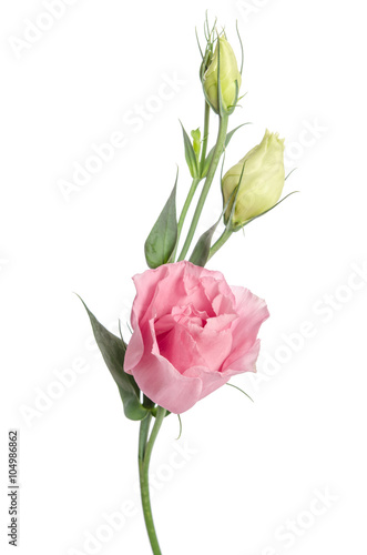 Beauty pink flower with buds isolated on white. Eustoma