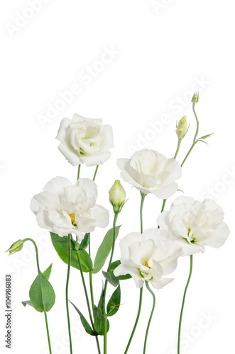 Beautiful eustoma flowers isolated on white background