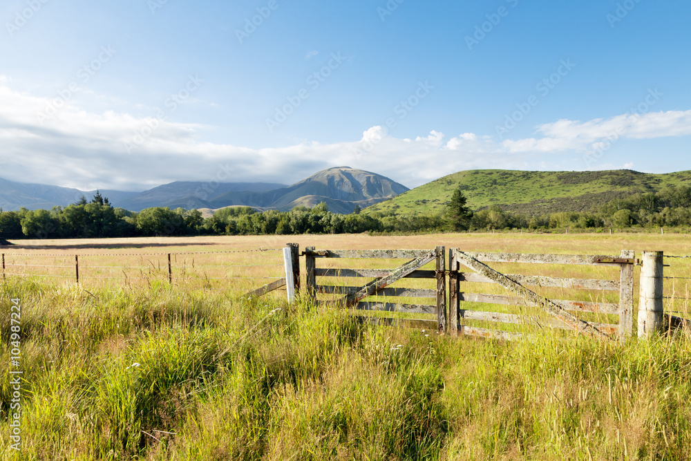 pasture in summer sunny day in New Zealand