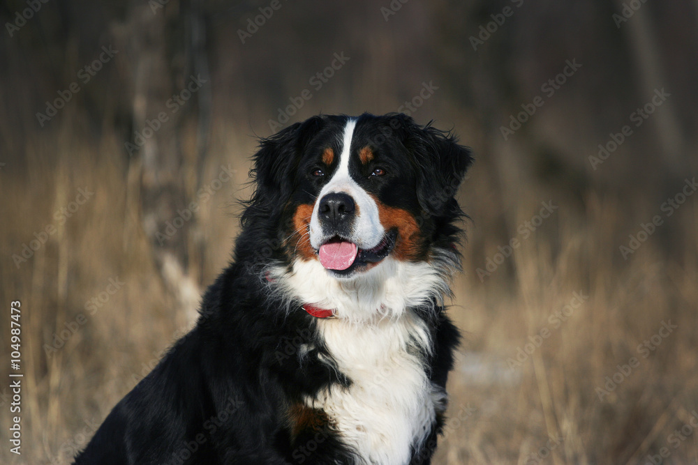Bernese dog portrat