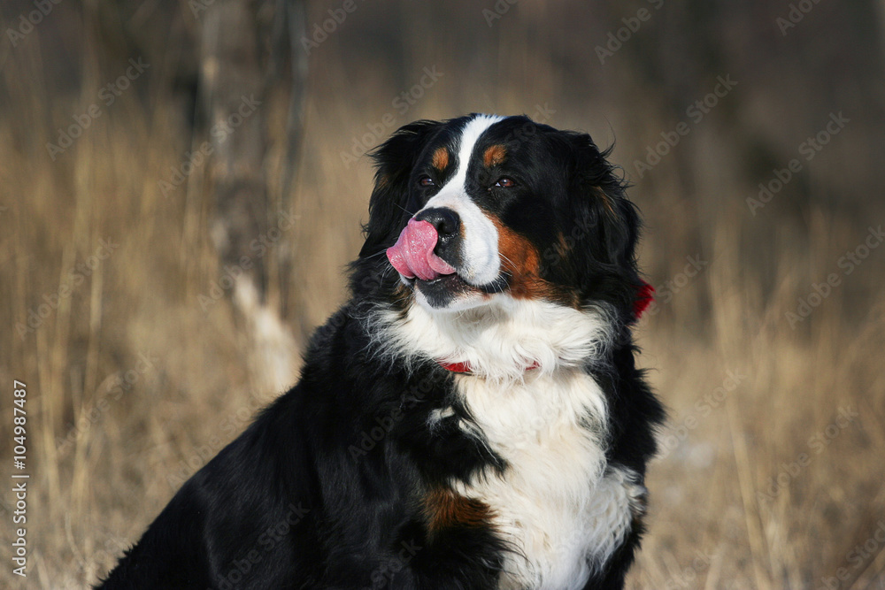 Bernese dog portrat