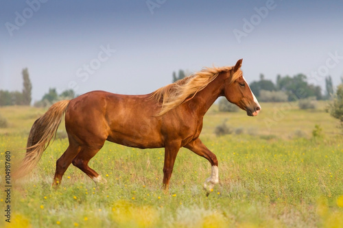 Red horse with long mane