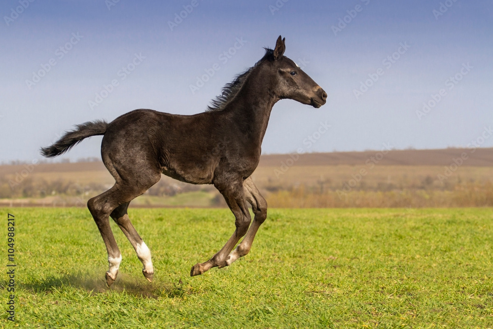 Bay foal play Bay foal play