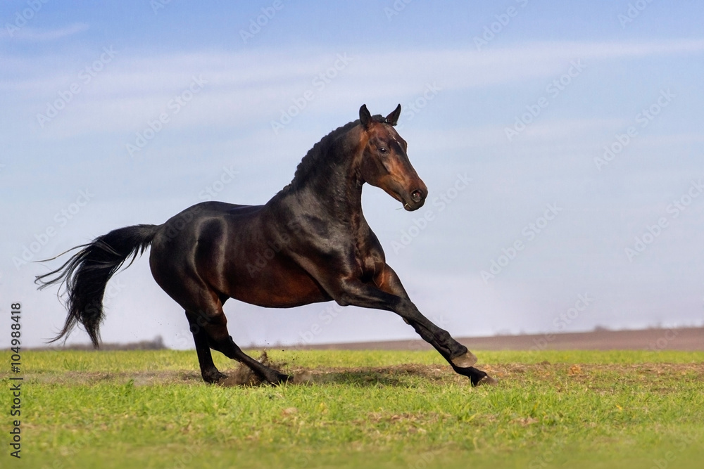 Obraz premium Bay horse run gallop on pasture