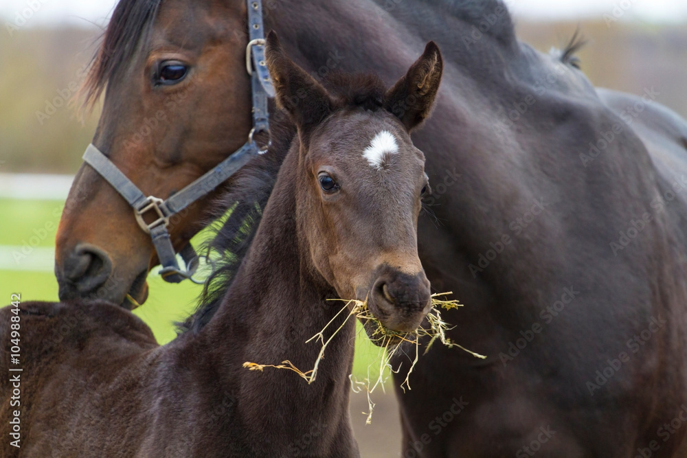 Fototapeta premium Mare and foal