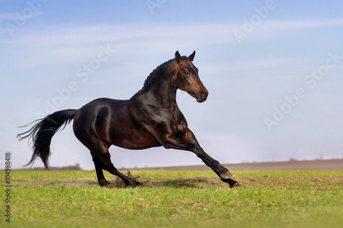 Bay horse run gallop on pasture