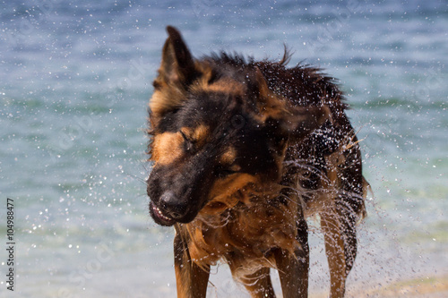 Wet dog © callipso88