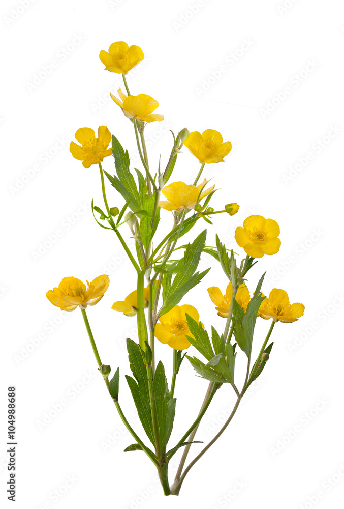 isolated yellow bunch of buttercup flowers