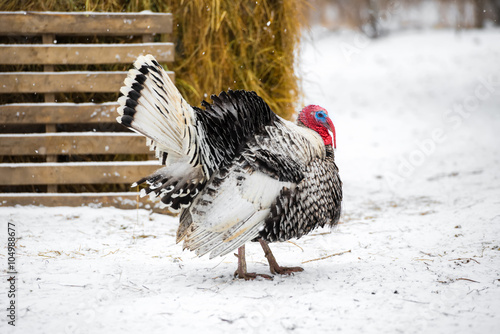 beautiful turkey bird at farm on winter season background , clos