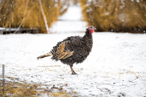 turkey at farm on winter season background, close up