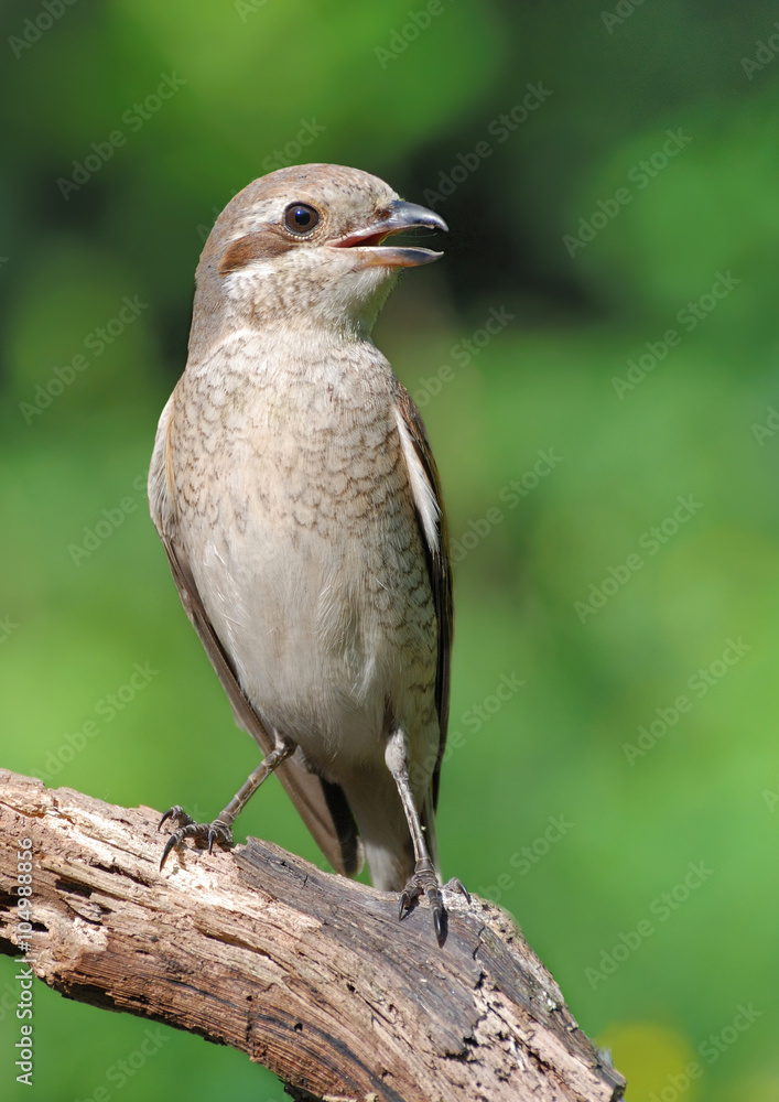 Obraz premium Red-backed Shrike