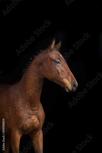 Bay mare portrait on black background