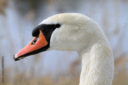 Cigno reale profilo, primo piano