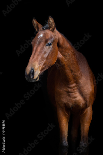 Bay mare portrait on black background © callipso88