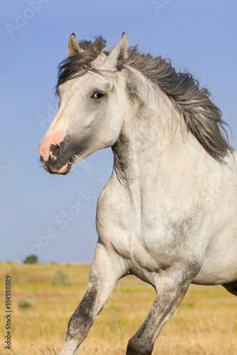 Grey horse on pasture