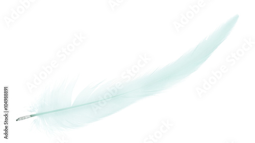 light cyan thin long isolated feather