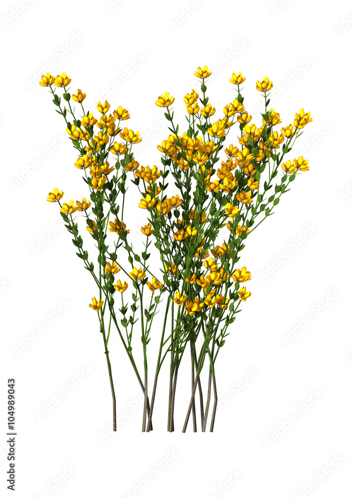 Genista Hispanica Flowers on White Genista Hispanica Flowers on White