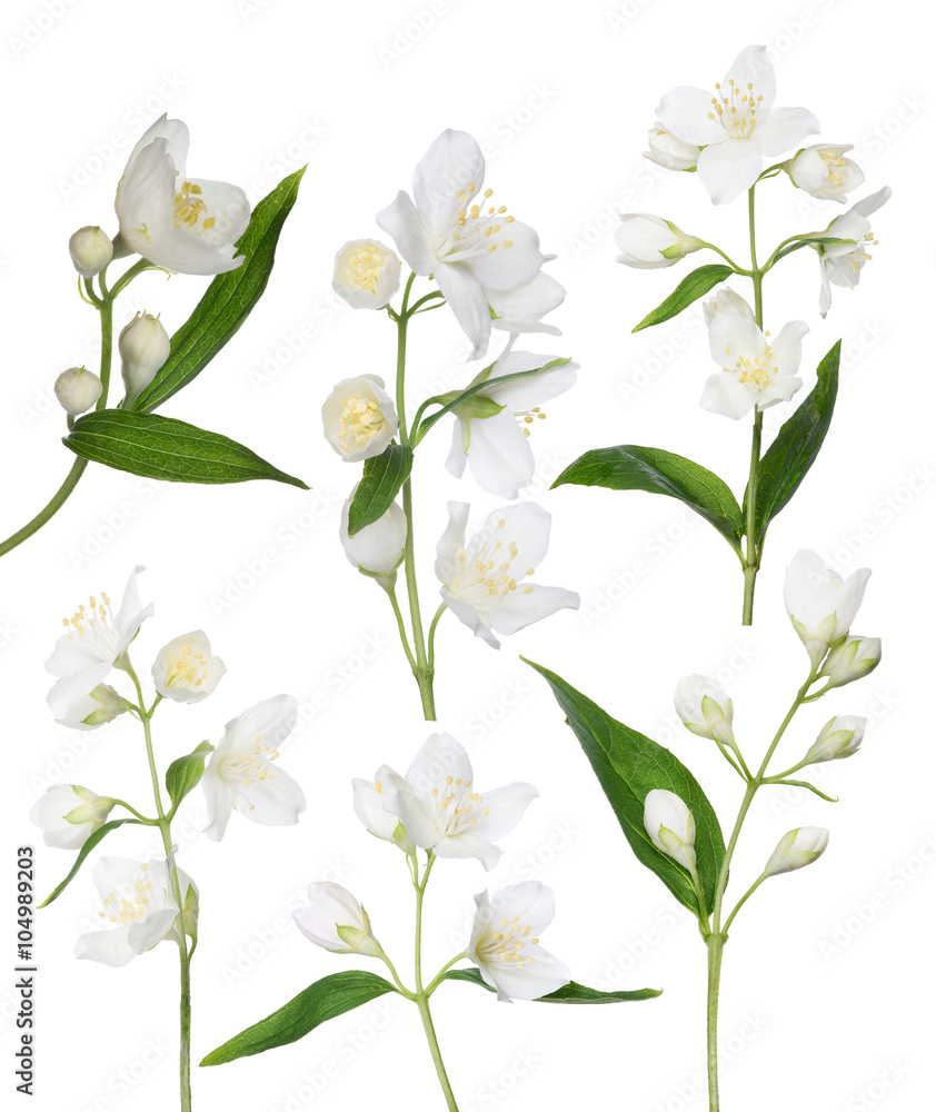 Fototapeta isolated six jasmine branches