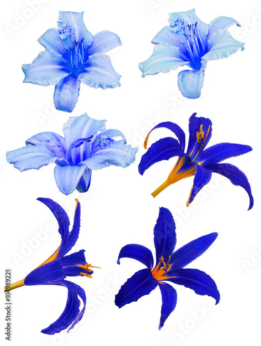 Fototapeta Naklejka Na Ścianę i Meble -  six blue lily blooms isolated on white