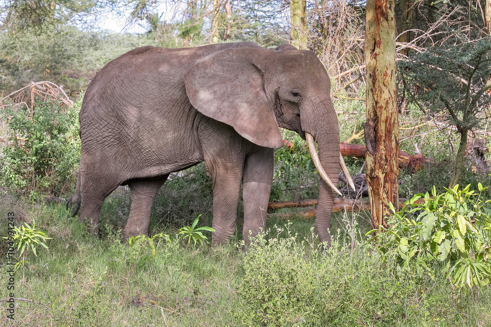 Adult elephant with big tusks stand in profile near tree trunk. Lake Manyara National Park, Tanzania, Africa. 
