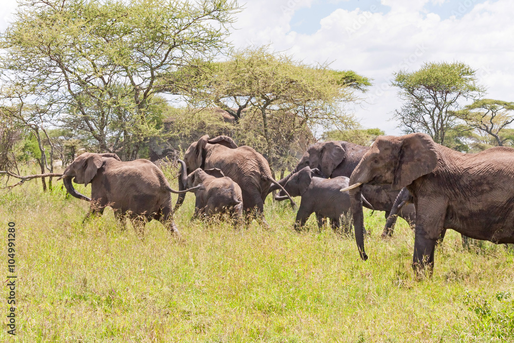 Elephant herd with calf go in profile on savanna against cloudy sky background. Serengeti National Park, Great Rift Valley, Tanzania, Africa. Elephant herd with calf go in profile on savanna against cloudy sky background. Serengeti National Park, Great Rift Valley, Tanzania, Africa.