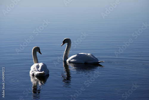 Two Swans