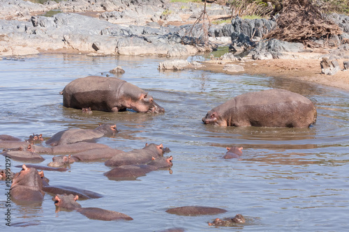 Numerous Hippopotamuses (Hippopotamus amphibius) bathe in river near stony bank. Serengeti National Park, Great Rift Valley, Tanzania, Africa. 