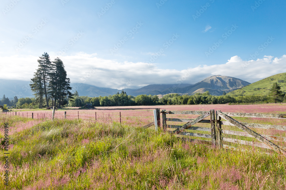 Fototapeta premium pasture in summer sunny day in New Zealand