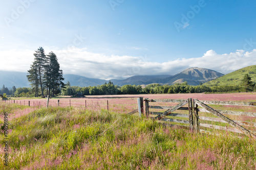 pasture in summer sunny day in New Zealand