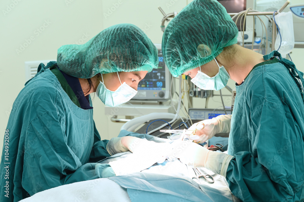 two veterinarian surgeons in operating room two veterinarian surgeons in operating room