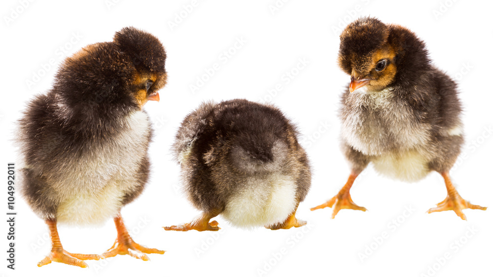 Three little chicken